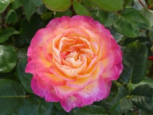 GORGEOUS (hybrid tea)